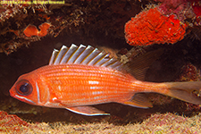 squirrelfish